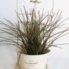 Maceta, macetero, jardín, decoración, regalo, plantas, Monclova, Boutique, Tienda departamental